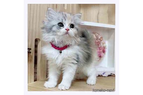 成約済の長野県のミヌエット-67939の1枚目